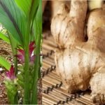 Dapatkan Cara Mudah Sembuh dari Tumor Tanpa Operasi