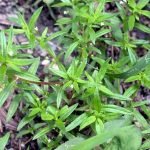 Cara Mudah Sembuhkan Demam Tanpa Minum Obat