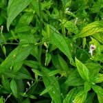 Sambiloto, Pahit Sih Tapi Kaya Manfaat