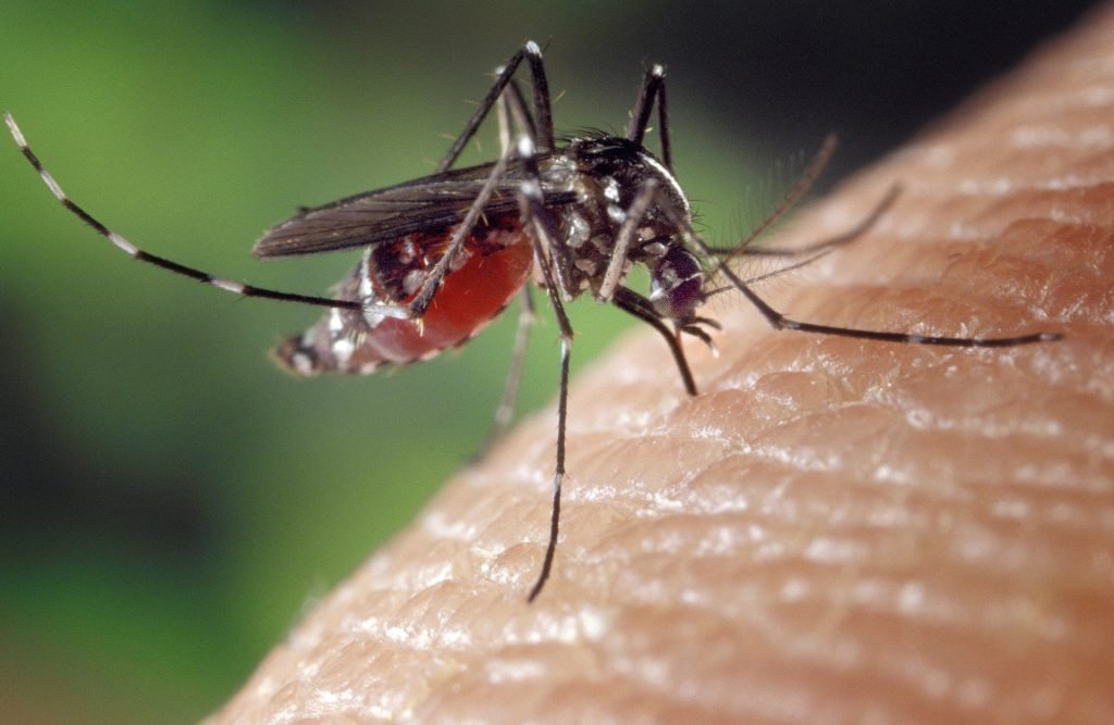 Pengertian Chikungunya Beserta Cara Penularan nya