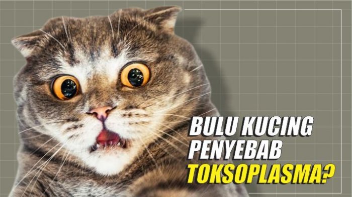 Apakah itu toxoplasma? Bagaimana mengobatinya?