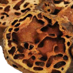 5 Manfaat Sarang Semut | Menyembuhkan KANKER?