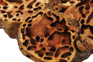 5 Manfaat Sarang Semut | Menyembuhkan KANKER?