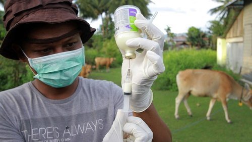 Bakteri Antraks Dapat MENULAR ke Manusia?