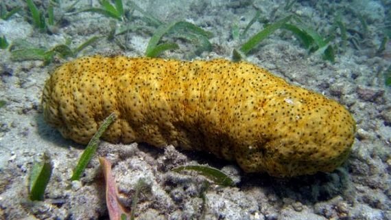7 Manfaat luar biasa Gamat atau Teripang Emas
