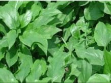 Ratusan Orang Sembuh Dari Kankernya Tanpa Kemoterapi