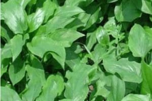 Ratusan Orang Sembuh Dari Kankernya Tanpa Kemoterapi