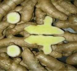 agarillus kunyit putih