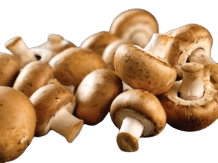 Jamur Dewa Sangat Sakti Seperti Namanya