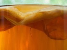 8 Manfaat Probiotik Bagi Kesehatan