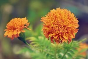 Ekstrak Bunga Marigold Mengatasi Penyakit Katarak