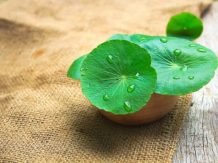 8 Manfaat Daun Pegagan