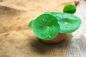 8 Manfaat Daun Pegagan