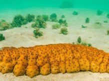 Inilah 8 Sumber Kolagen untuk Menambah Kecantikan Anda