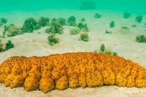 Inilah 8 Sumber Kolagen untuk Menambah Kecantikan Anda